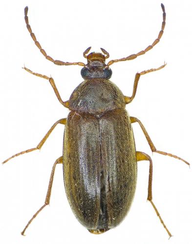 Isomira antennata